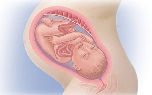 36 неделя беременности - что происходит, вес и рост ребенка, предвестники родов
