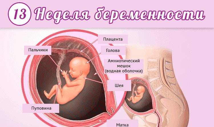 12 неделя беременности: что происходит с малышом и мамой, как развивается плод на этом сроке?