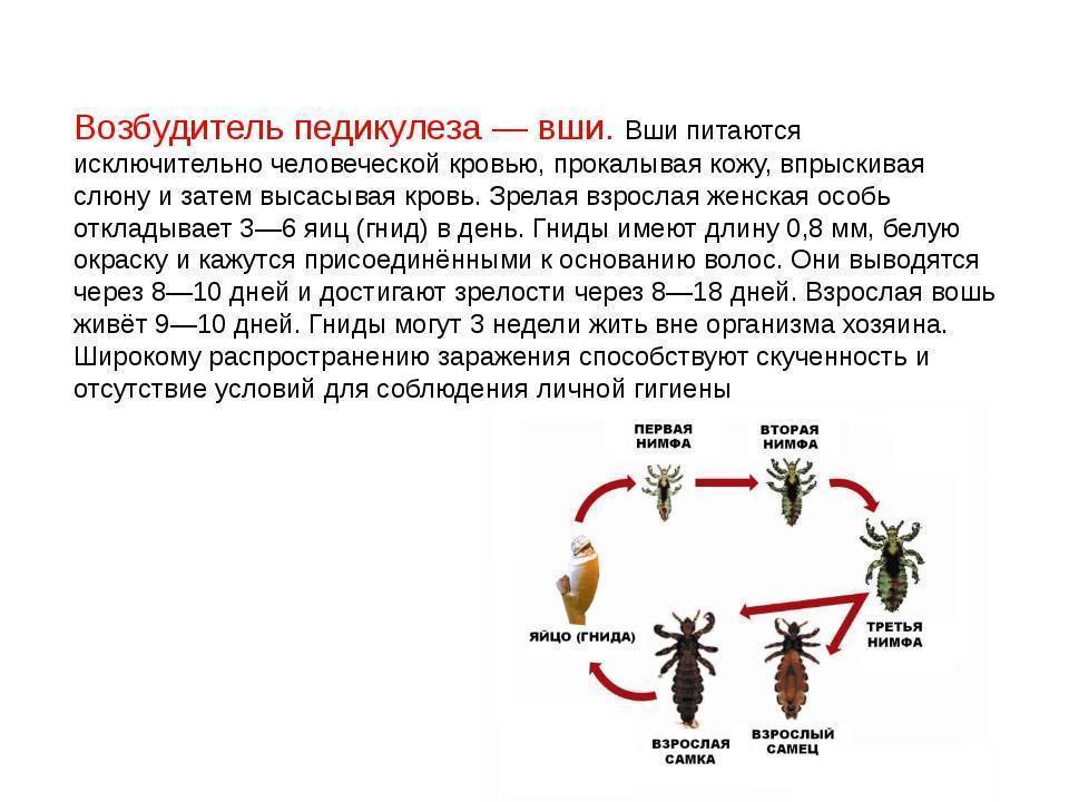 Как уберечь детей от педикулеза: лечение и профилактика вшей