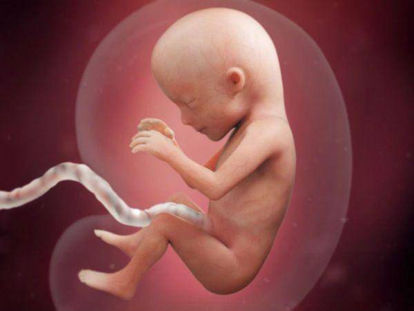 Видео: Все этапы беременности