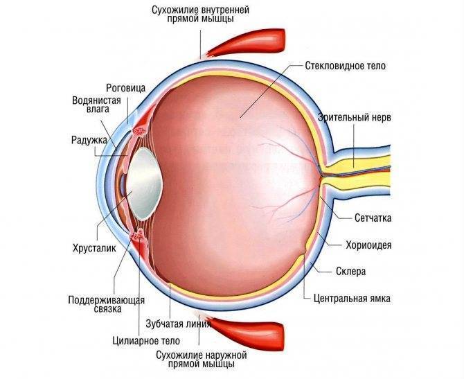 Склеропластика глаз - что это, показания, как проходит операция