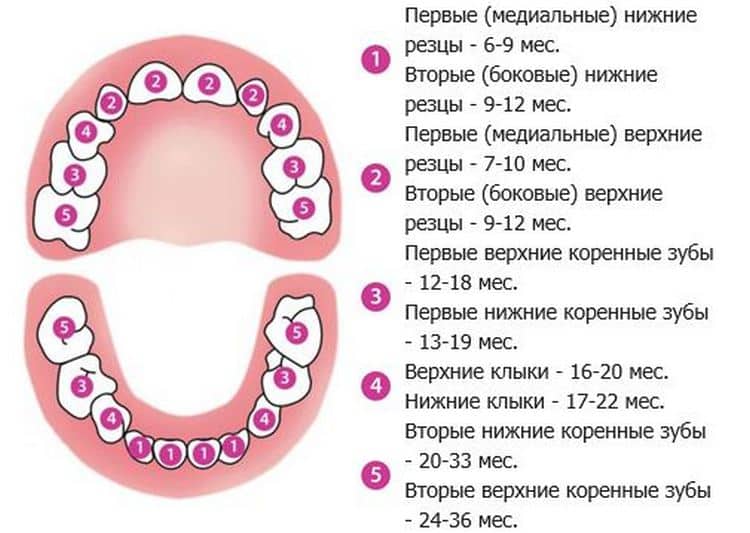 Как укрепить зубы: плюсы и минусы различных способов