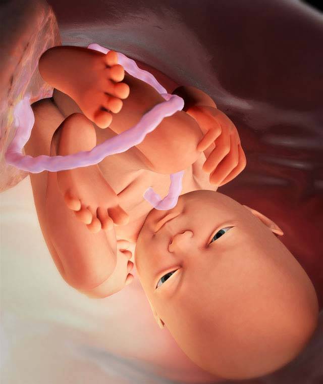 38 неделя беременности — описание, роды, предвестники родов, живот каменеет, тянет низ живота, выделения