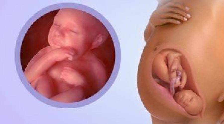 На какой недели ребенок переворачивается вниз головкой. Малыш в 32 недели беременности в животе. Плод на 32 неделе беременности. Шевеления ребёнка в животе.