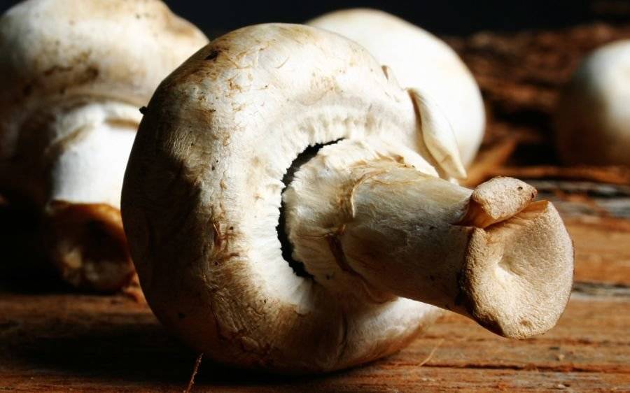 Можно ли употреблять грибы при грудном вскармливании и какие?