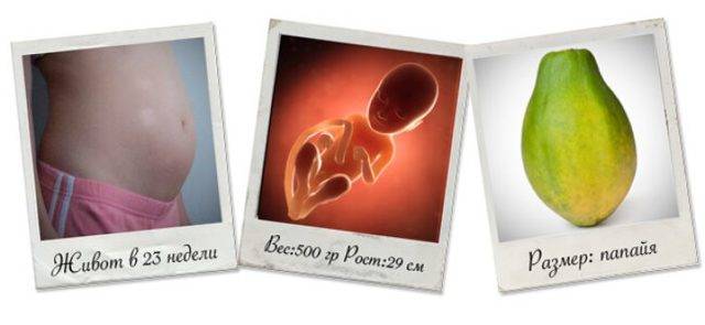 Беременность – пренатальный скрининг трисомий i триместра беременности (синдром дауна): исследования в лаборатории kdlmed