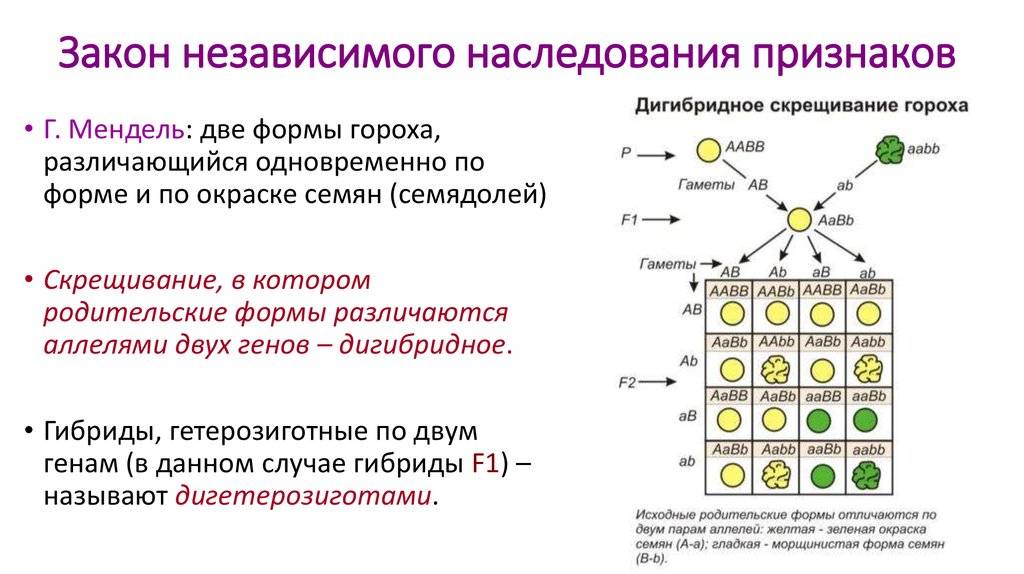Цвет глаз родителей и цвет глаз ребенка. таблица, принципы и закономерности - sammedic.ru