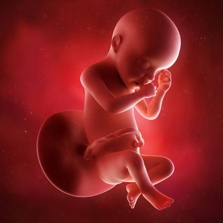 30 неделя беременности: что происходит с малышом и мамой, развитие плода, вес и рост — медицинский женский центр в москве