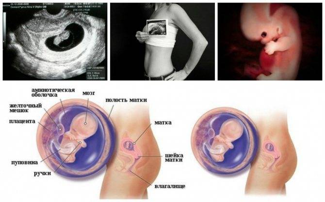 8 неделя беременности (62 фото): что происходит с малышом и мамой на 7-8 акушерской неделе, развитие эмбриона – как выглядит и ощущения, размер матки и секс, болит поясница
