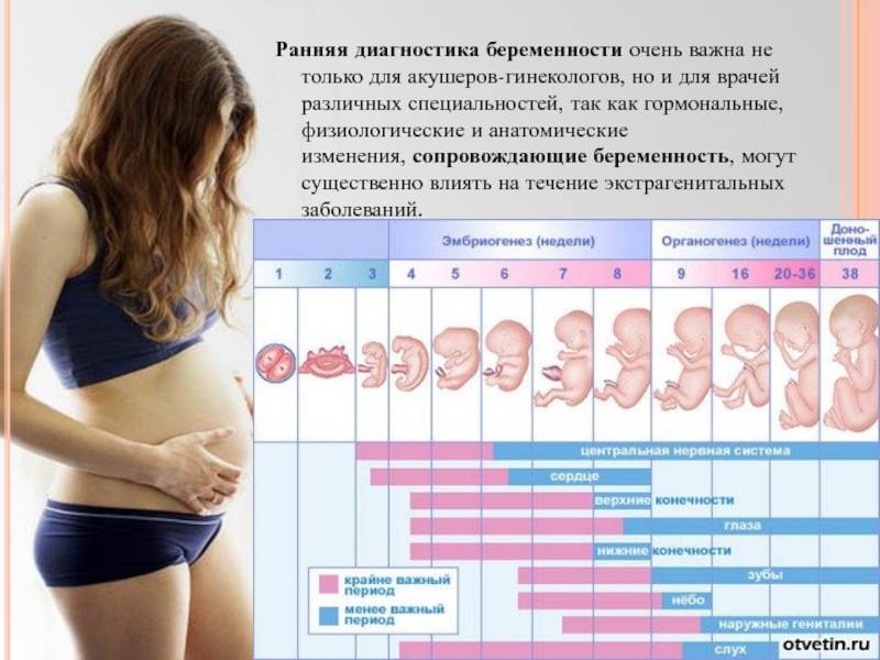 Как определить беременность по животу на ранних сроках, можно ли это понять?