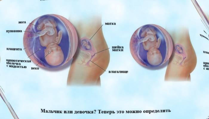 Скрининг 1 триместра беременности: когда проводят и кто оценивает результаты