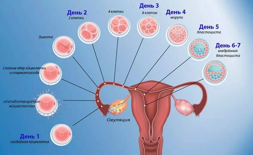 Эмбриологические аспекты эко/икси в нижнем новгороде | тонус мама