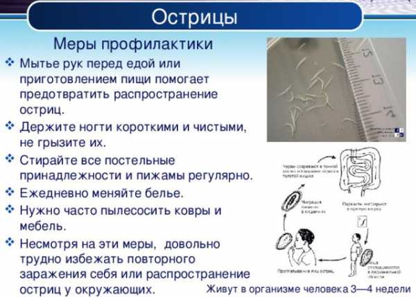 Энтеробиоз - симптомы болезни, профилактика и лечение энтеробиоза, причины заболевания и его диагностика на eurolab