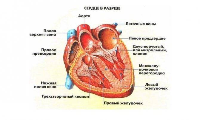 Что такое дополнительная хорда левого желудочка