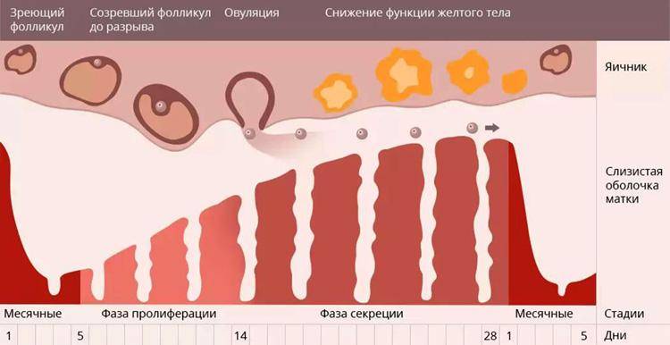 Сбой менструального цикла: причины и что делать