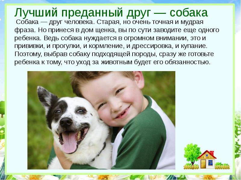 Уход за домашними животными: в чем он состоит? как ухаживать за разными питомцами? основные правила и полезные советы
