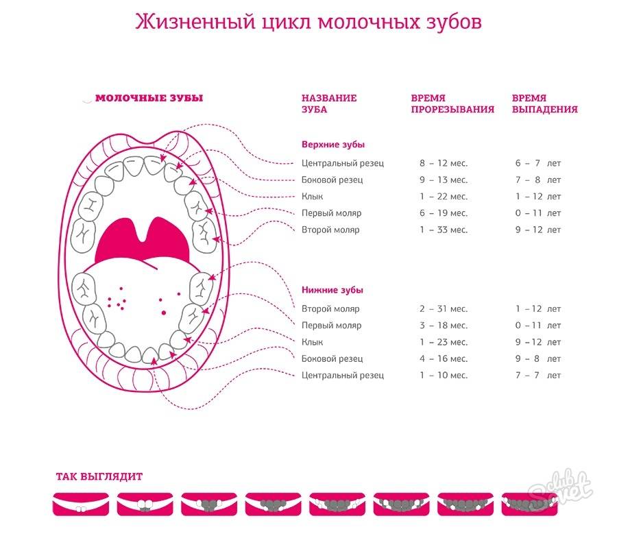 Время прорезывания зубов: общая информация, сроки и порядок прорезывания.