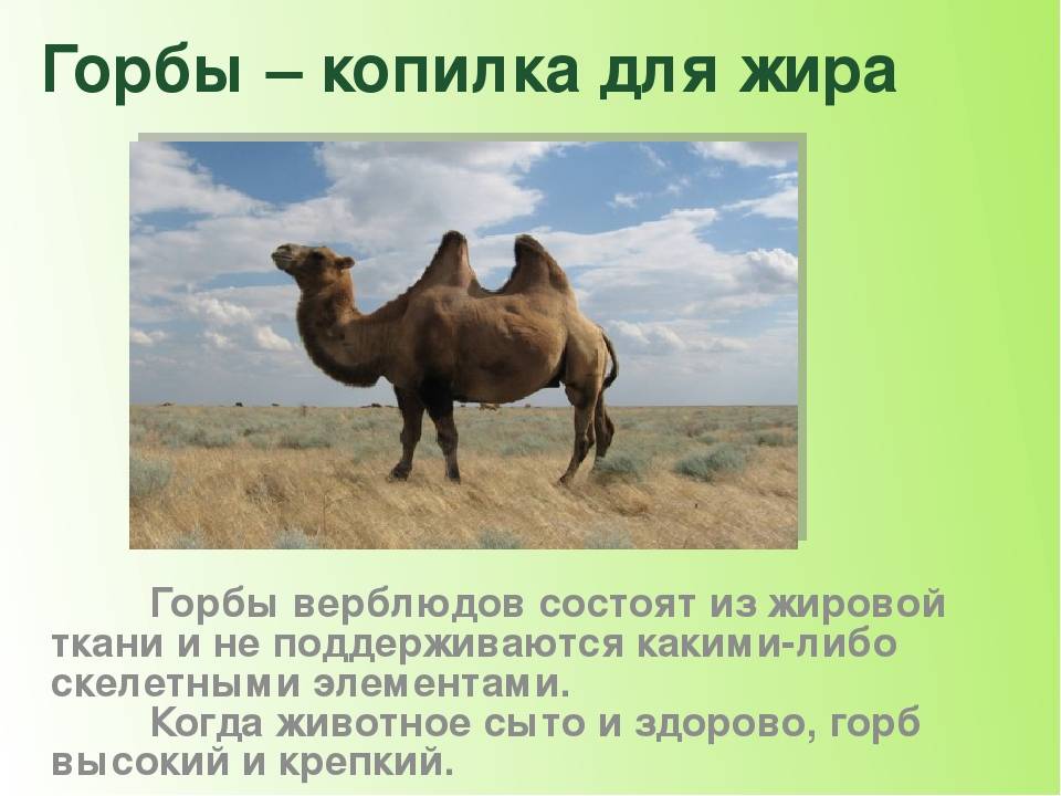 Верблюд: описание животного, где живут, чем питается