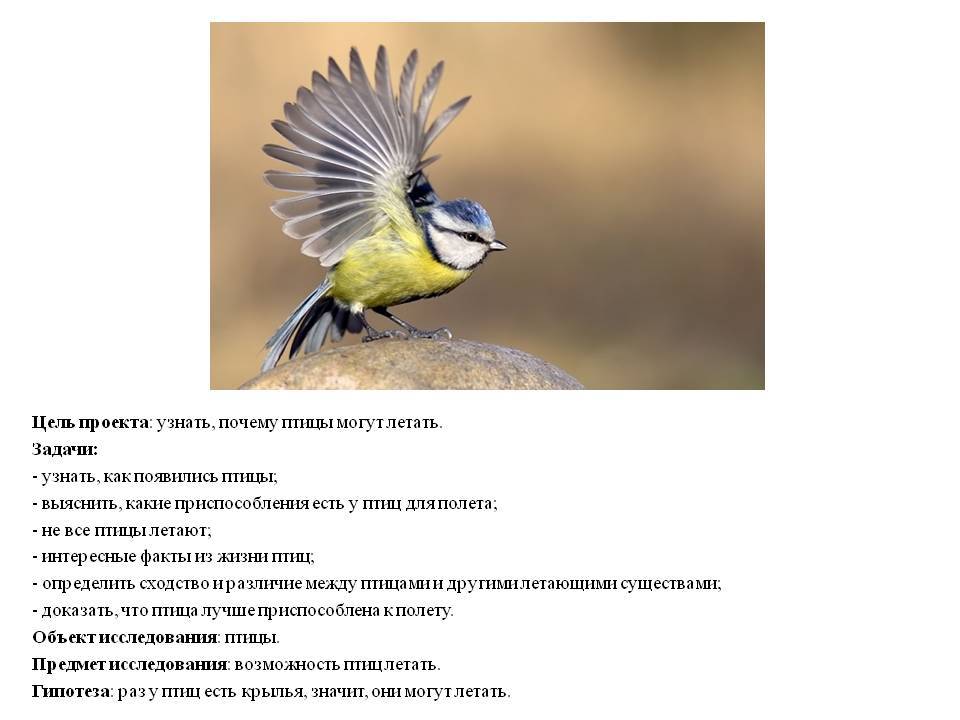 Конспект занятия «что мы знаем о птицах?»