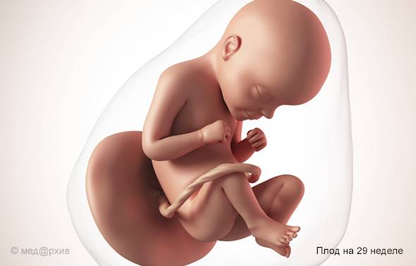 Малыш размером с виноградину: что происходит с мамой и ребенком на шестой неделе беременности