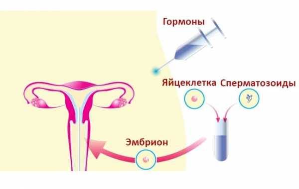 Эмбриологические аспекты эко/икси в нижнем новгороде | тонус мама