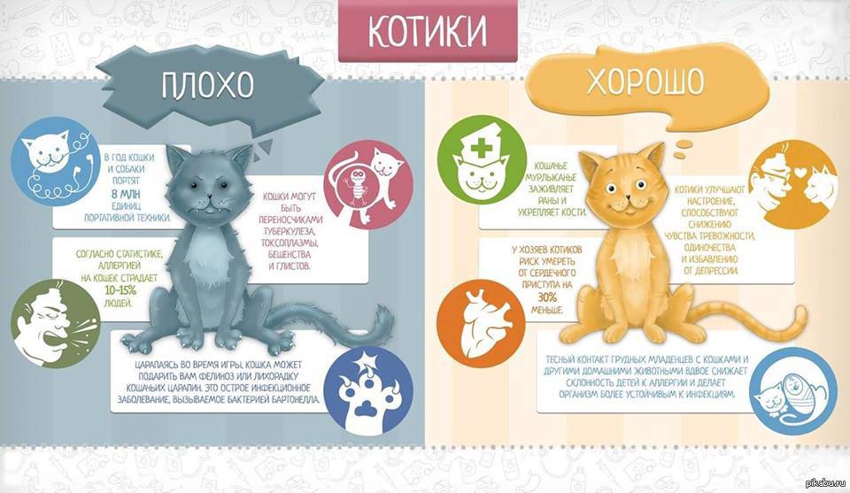 Дети и домашние животные. стоит ли заводить питомца для ребенка?