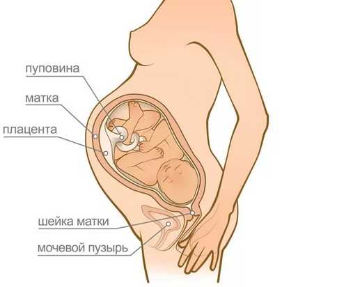 Беременность и covid-19. советы акушера-гинеколога