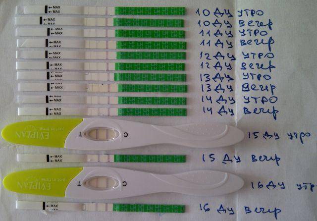 Как тест на овуляцию может показать беременность?