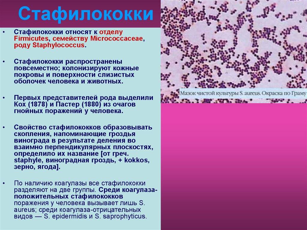 Стафилококк - стафилококковые инфекции | университетская клиника