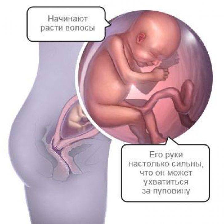 Что происходит с малышом и мамой на 22 неделе беременности, как выглядит плод на узи, каковы ощущения женщины?