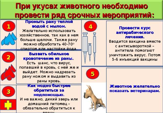 Что делать, если укусила домашняя собака: до крови, привитая или нет