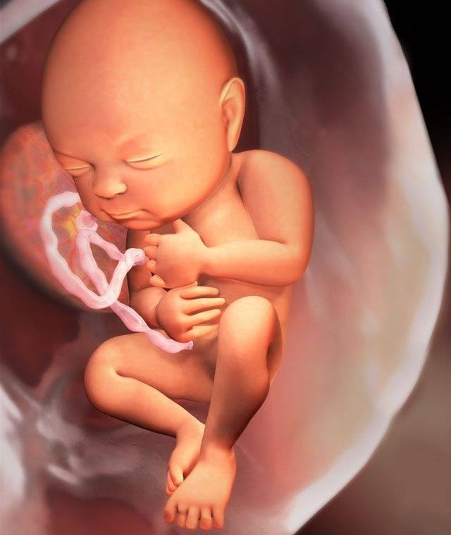 Особенности 34-й недели беременности: состояние малыша и изменения в организме мамы
