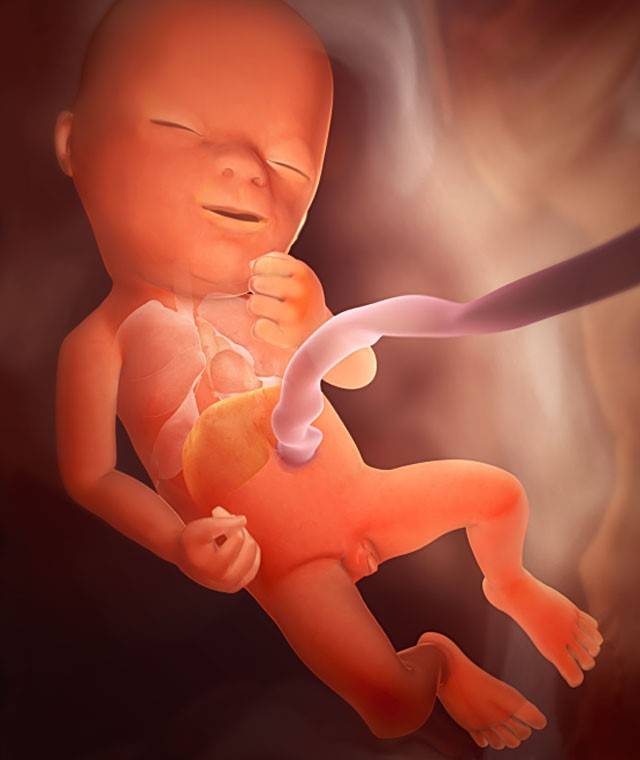 7 дней после переноса эмбрионов