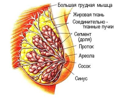 Женское грудное молоко: состав и полезные свойства - мамэксперт