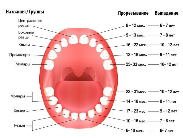 Выпал первый молочный зуб, консультация стоматолога