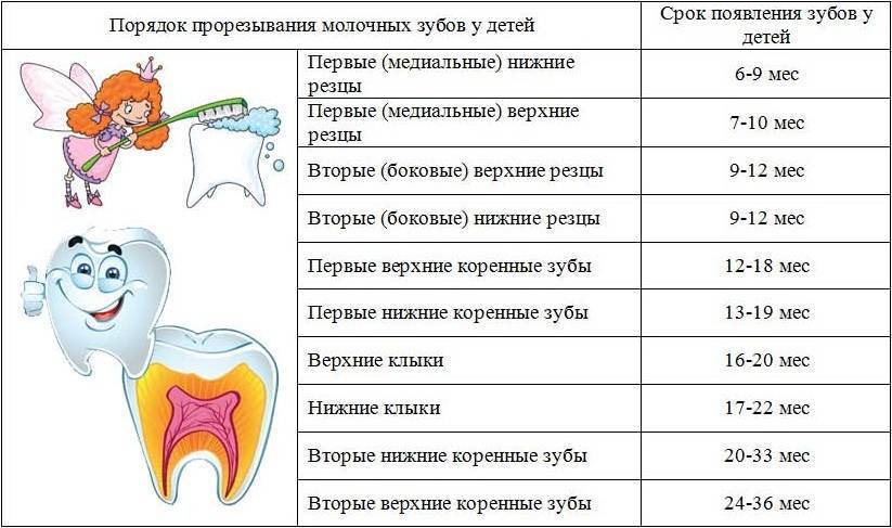 Может ли при прорезывании зубов быть лихорадка? - medical insider