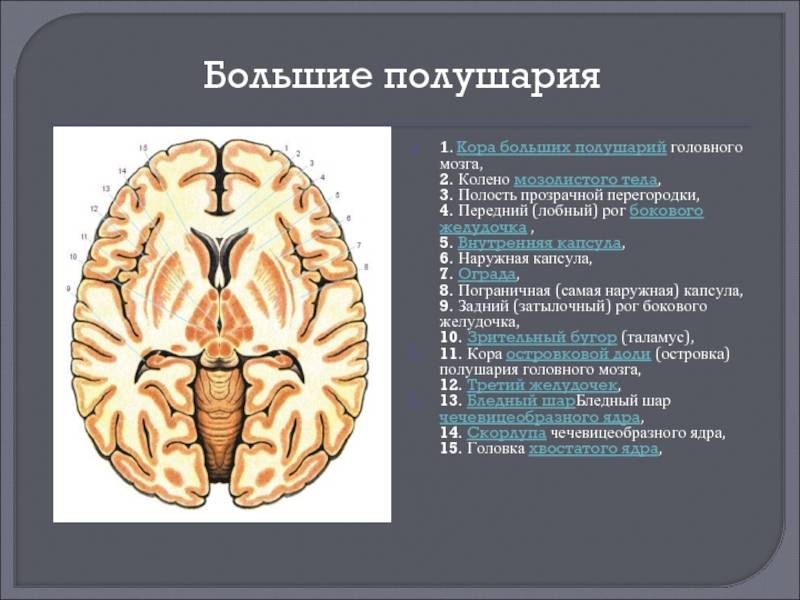 Борозды и извилины головного мозга, больших полушарий — большая медицинская энциклопедия