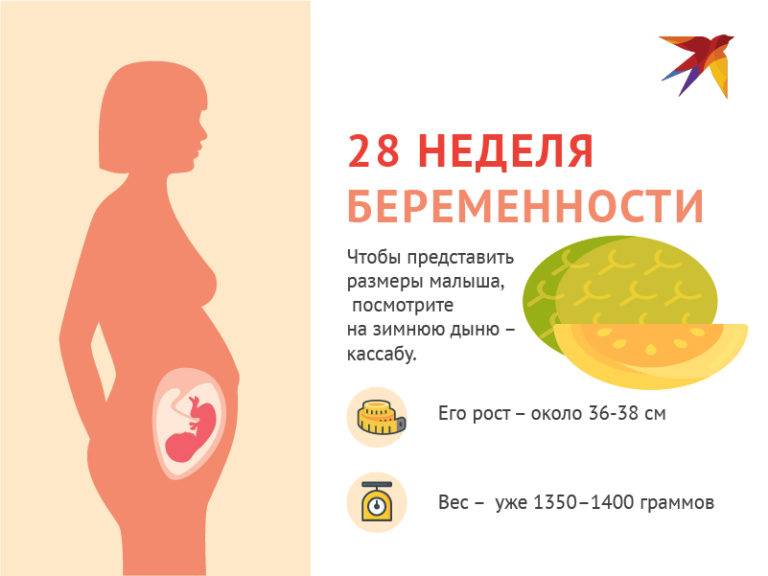 28-я неделя беременности: развитие плода, состояние мамы, проблемы