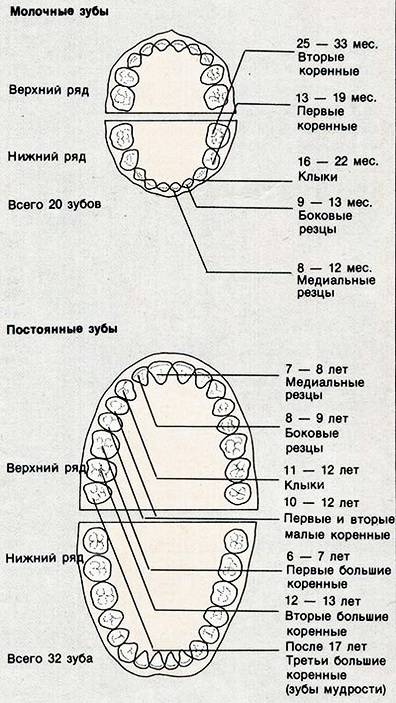 Зубы молочные схема смены