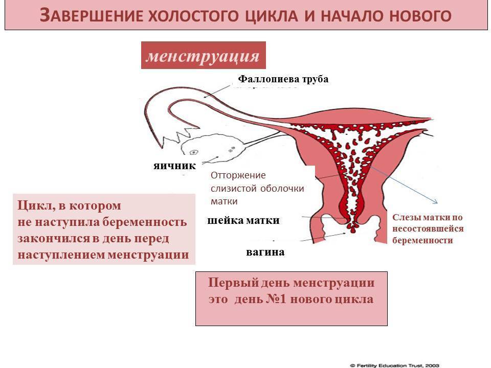 Ваш менструальний цикл