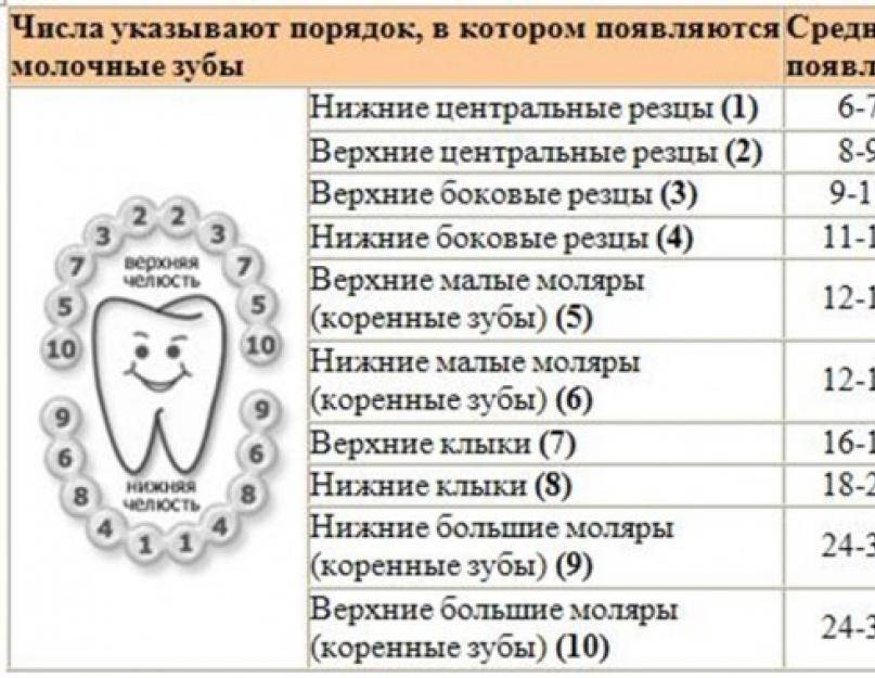 Сколько зубов должно быть у ребенка?