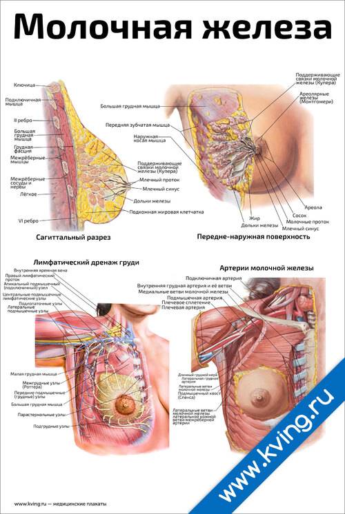 Строение и особенности работы молочных желез. анатомия груди женщины.