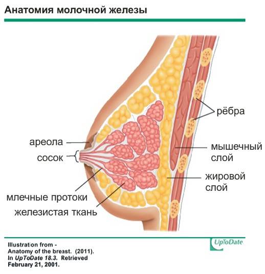 Строение и особенности работы молочных желез. анатомия груди женщины.