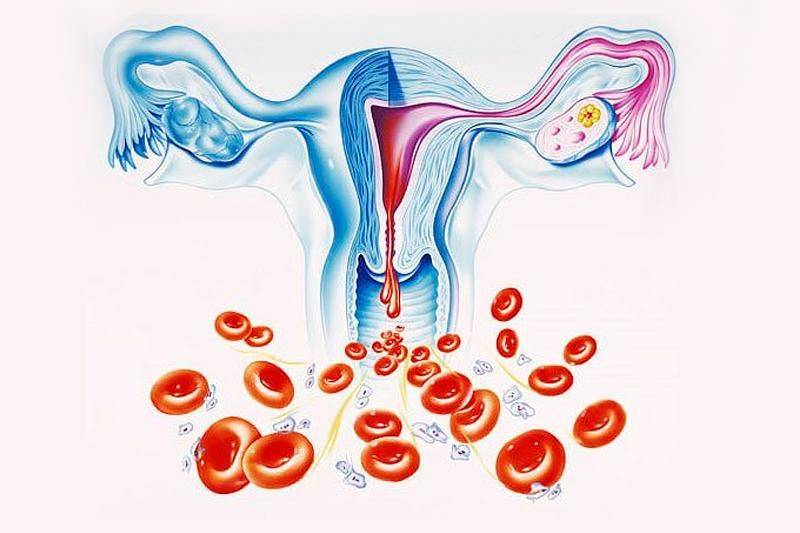 Менструальный цикл. как рассчитывать. лечение нарушений менструального цикла