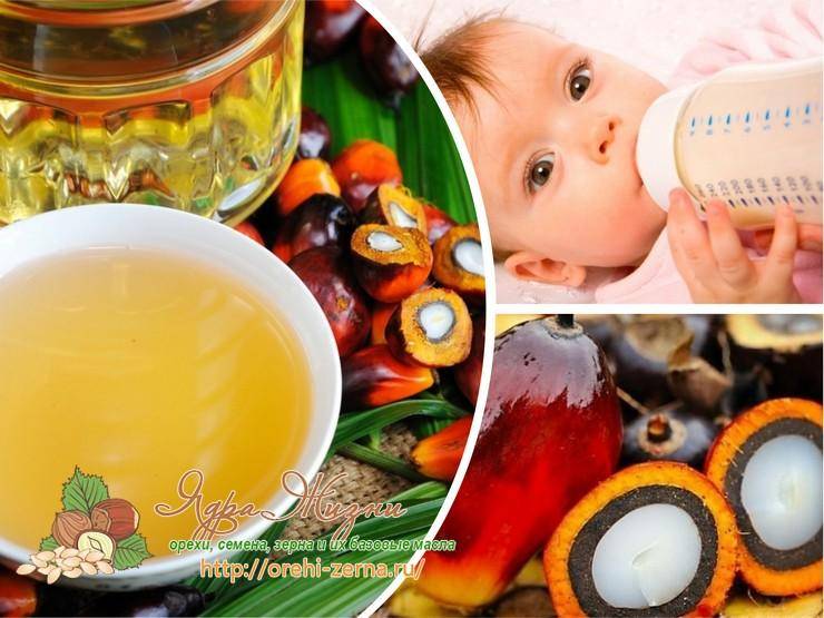 Опасно ли пальмовое масло в детских смесях: польза и вред продукта