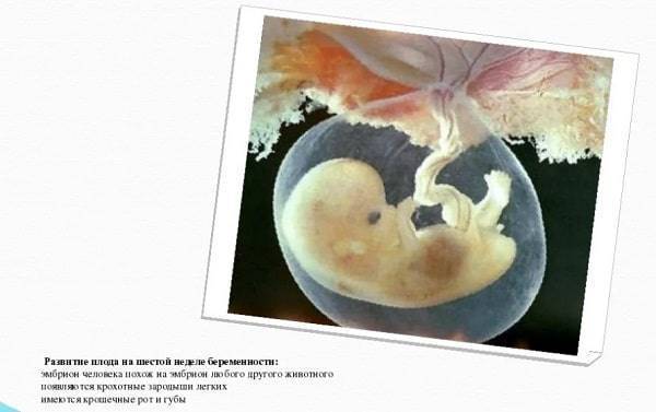 Вторая неделя беременности: признаки, что происходит с животом, показывает ли тест, фото узи