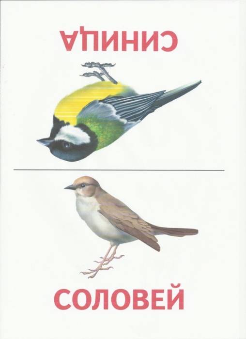 Птицы. Карточки Домана. Звуки птиц