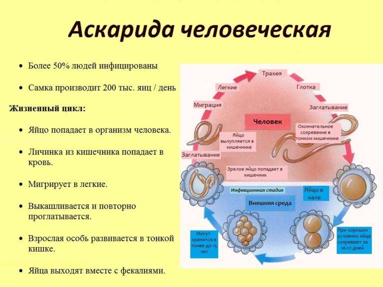 Аскаридоз - симптомы болезни, профилактика и лечение аскаридоза, причины заболевания и его диагностика на eurolab