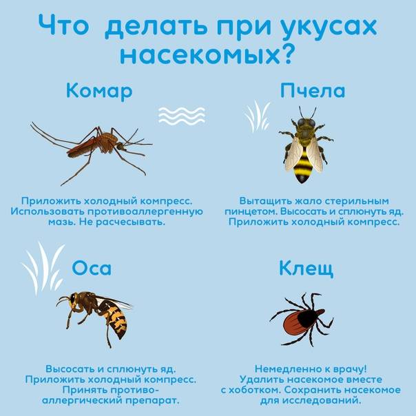 Аллергия на укусы насекомых: симптомы, лечение, последствия — онлайн-диагноз