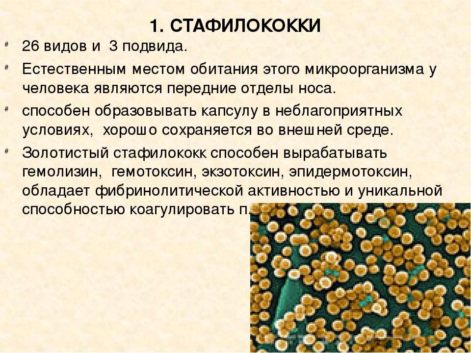 Посев на золотистый стафилококк (s. aureus) без определения чувствительности к антибиотикам, количественно
